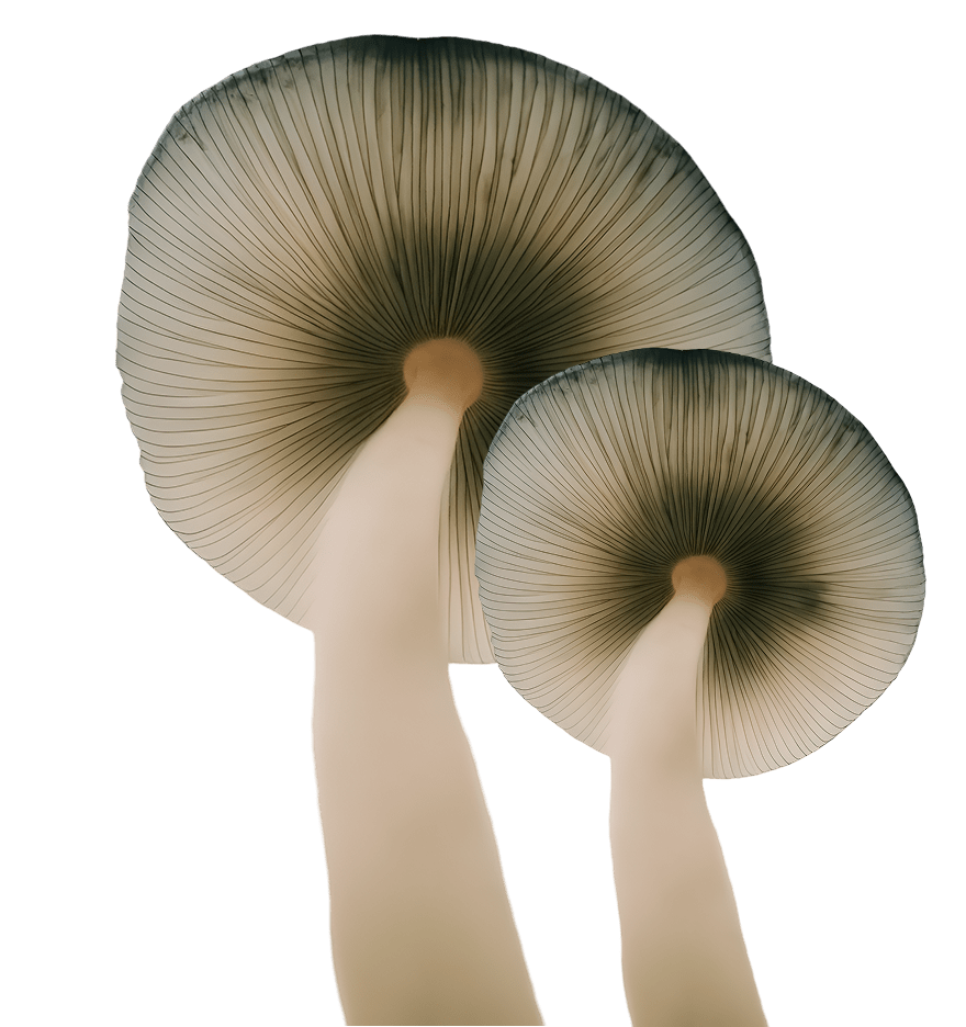 mushroom